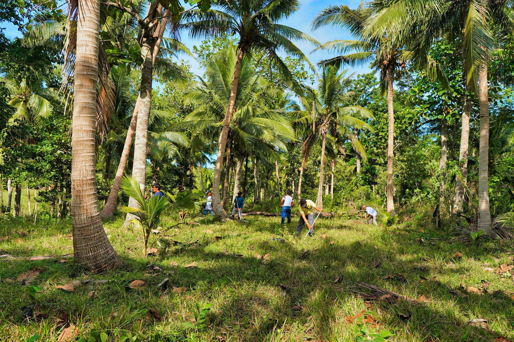 CSU LASAM, LGU BALLESTEROS PARTNER FOR SUSTAINABLE CACAO INDUSTRY DEVELOPMENT photo 37